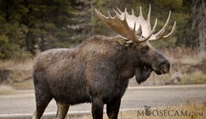 Sustaining The Existence Of The Moose Specie Graduate Colloquia sustaining-the-existence-of-the-moose-specie-graduate-colloquia